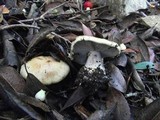 Cortinarius dionysae image