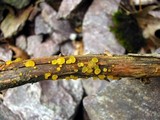 Dacrymyces capitatus image