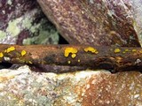 Dacrymyces capitatus image