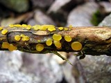 Dacrymyces capitatus image