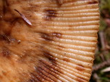 Russula fragrantissima image