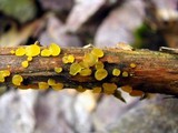 Dacrymyces capitatus image