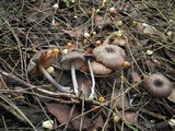 Entoloma nigroviolaceum image