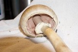 Agaricus moelleri image