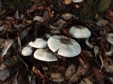 Agaricus moelleri image