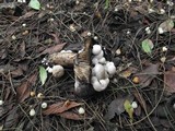 Asterophora lycoperdoides image