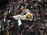 Tricholoma sejunctum image