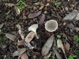Clitocybe font-queri image