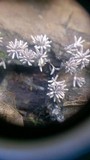 Arcyria cinerea image