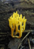 Calocera viscosa image