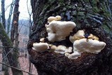 Perenniporia fraxinophila image