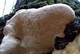 Perenniporia fraxinophila image