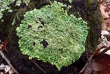 Punctelia missouriensis image