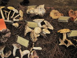 Lactarius piperatus image