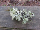 Platismatia glauca image