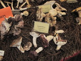 Russula olivacea image