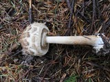 Chlorophyllum olivieri image