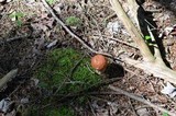 Leccinum versipelle image