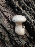 Pleurotus dryinus image