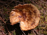 Russula fragrantissima image