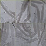 Pluteus salicinus image