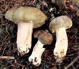 Russula olivacea image