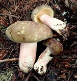 Russula olivacea image