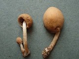 Psathyrella olympiana image