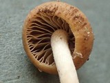 Psathyrella olympiana image
