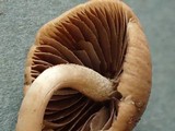 Psathyrella olympiana image
