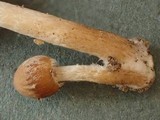 Psathyrella olympiana image