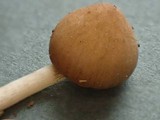 Psathyrella olympiana image