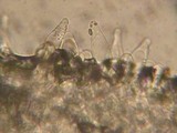 Psathyrella olympiana image
