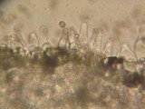 Psathyrella olympiana image
