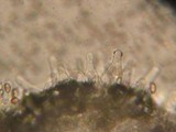 Psathyrella olympiana image