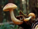Gymnopilus penetrans image