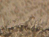 Psathyrella olympiana image