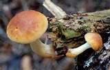 Gymnopilus penetrans image