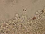 Psathyrella olympiana image