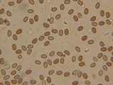 Psathyrella olympiana image