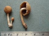 Psathyrella olympiana image