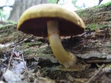 Cortinarius semisanguineus image