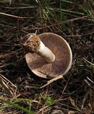 Hebeloma crustuliniforme image