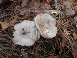 Tricholoma marquettense image