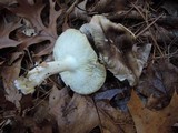 Tricholoma portentosum image