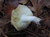 Tricholoma portentosum image