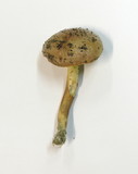 Aureoboletus gentilis image