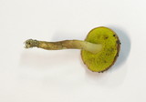 Aureoboletus gentilis image