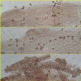 Gymnopilus penetrans image