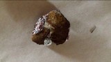 Suillus brevipes image